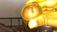 Reproducir El amigo del marido da placer a su gran polla negra con una paja caliente